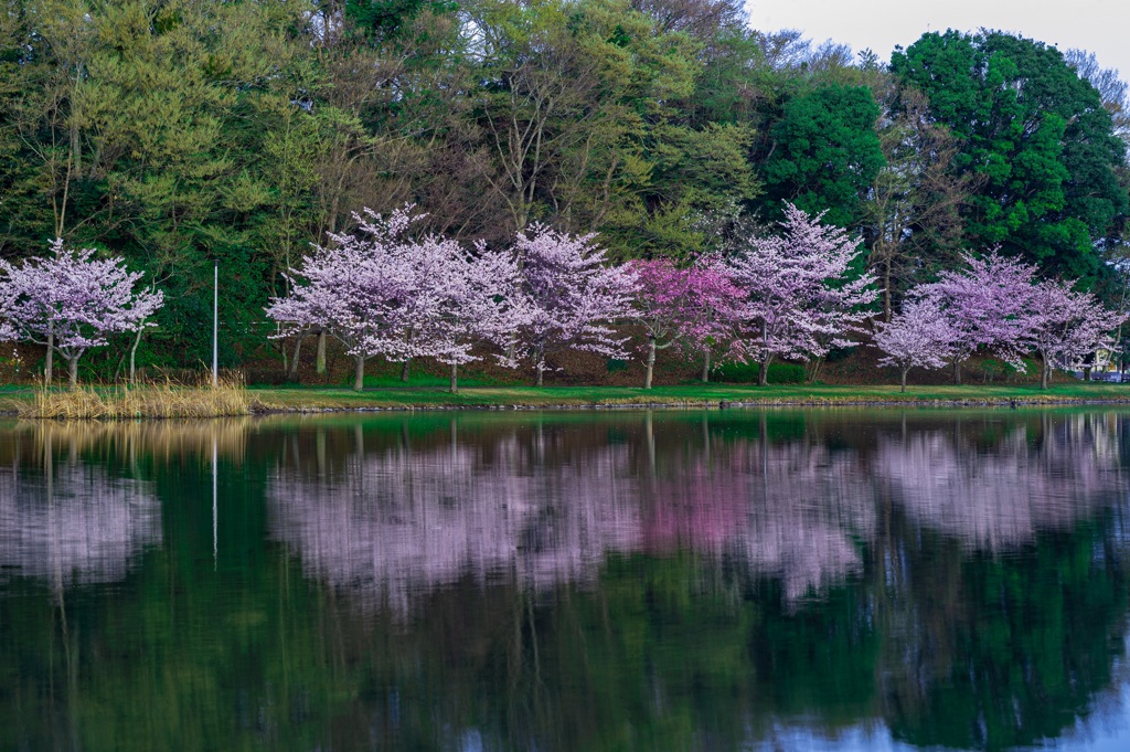 桜リフレクション