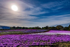 富田さとにわ耕園の芝桜