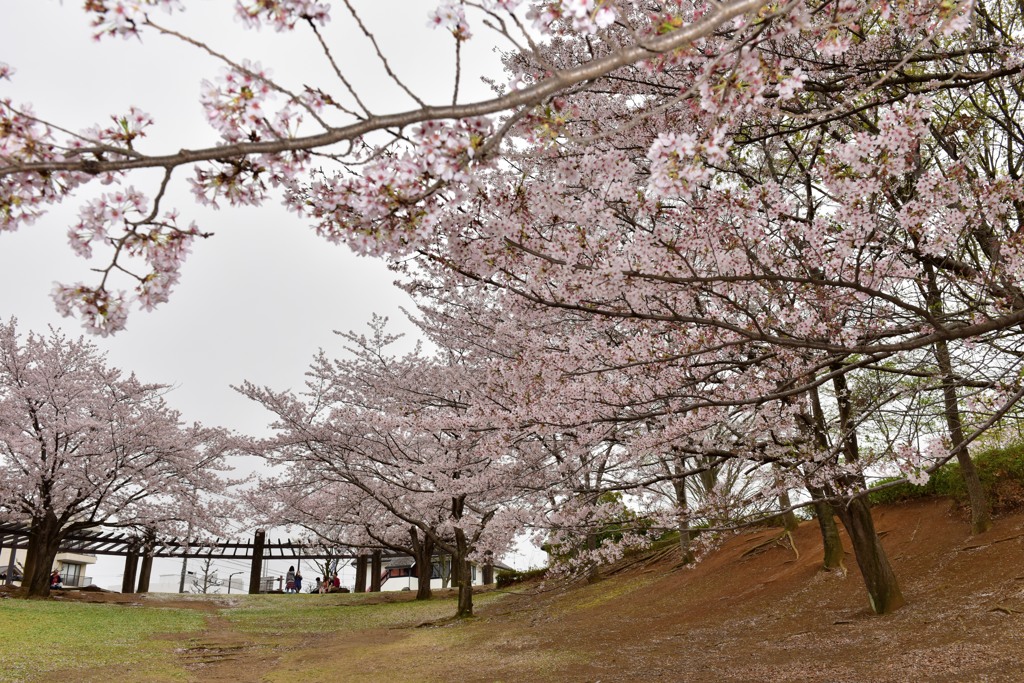 おゆみ野さくら公園