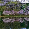桜リフレクション
