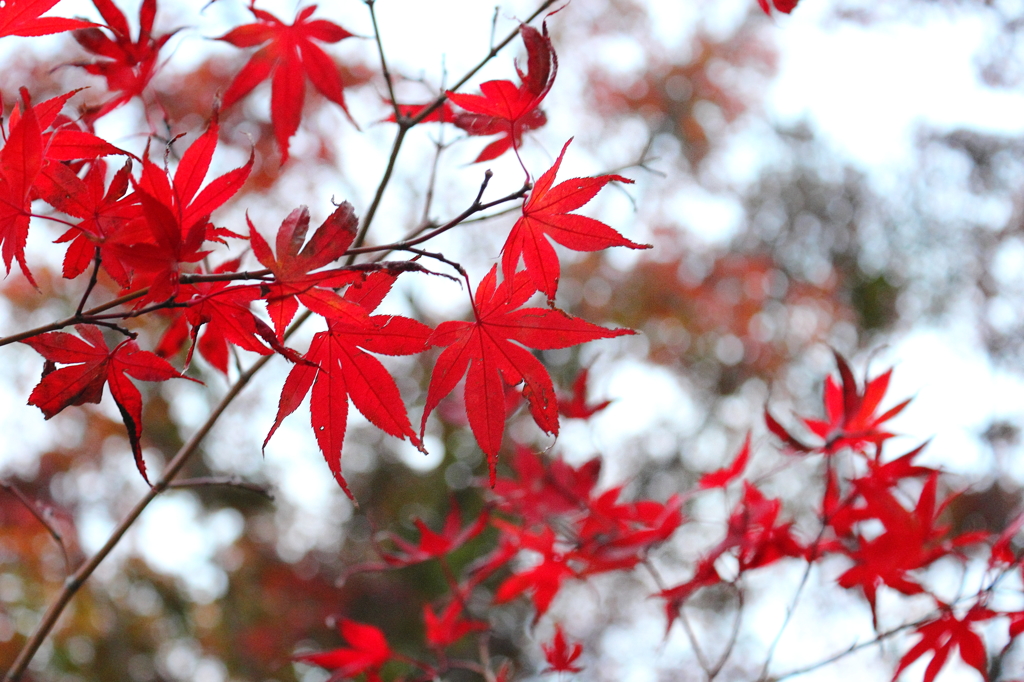 真っ赤な紅葉