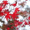真っ赤な紅葉