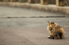 猫は何を想う？