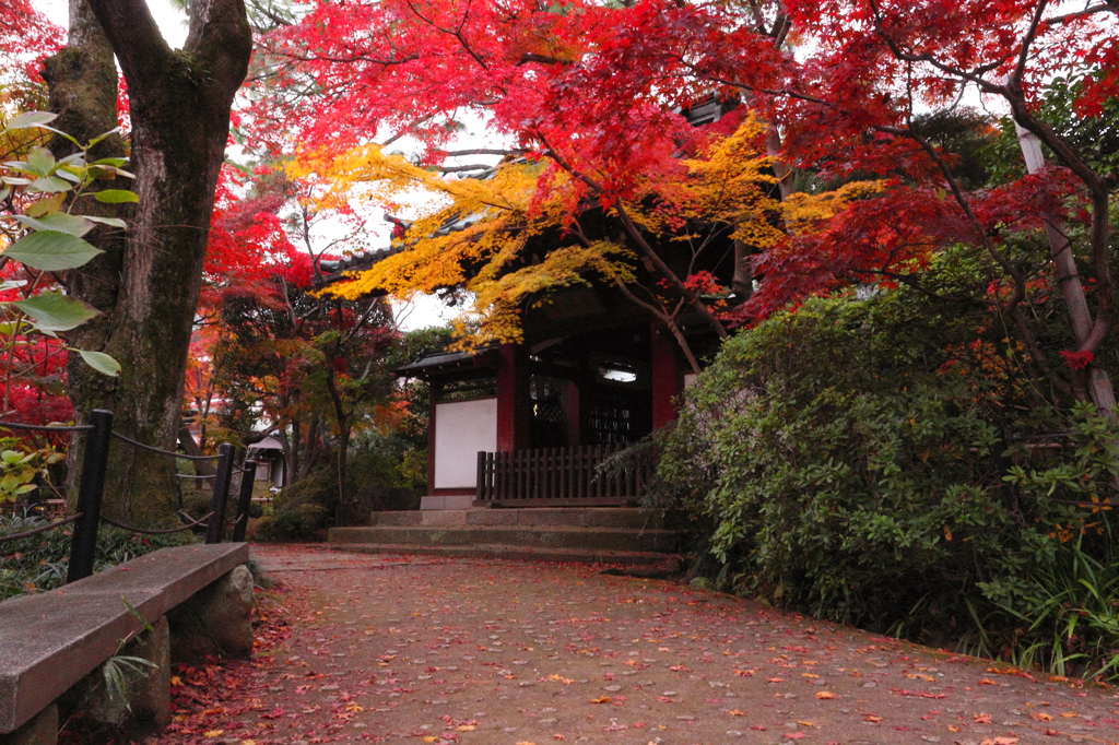 小道と紅葉