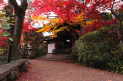 小道と紅葉