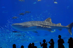 aquarium