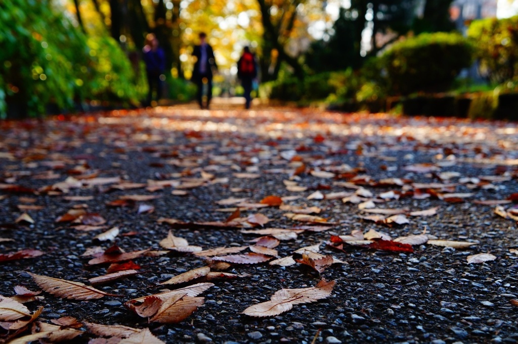 fallen leaves