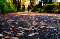 fallen leaves