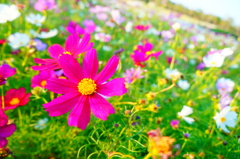 red & pink & gleen & yellow...
