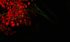 紅