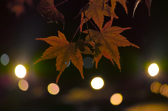 今夜の主役
