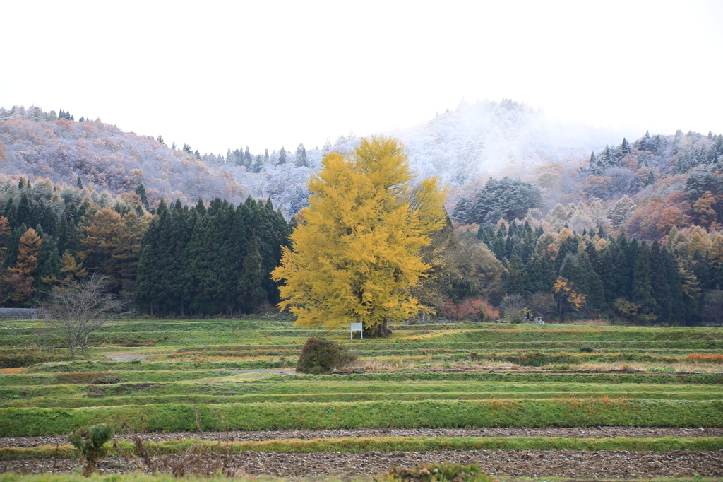 赤井の大イチョウ