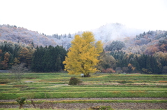 赤井の大イチョウ
