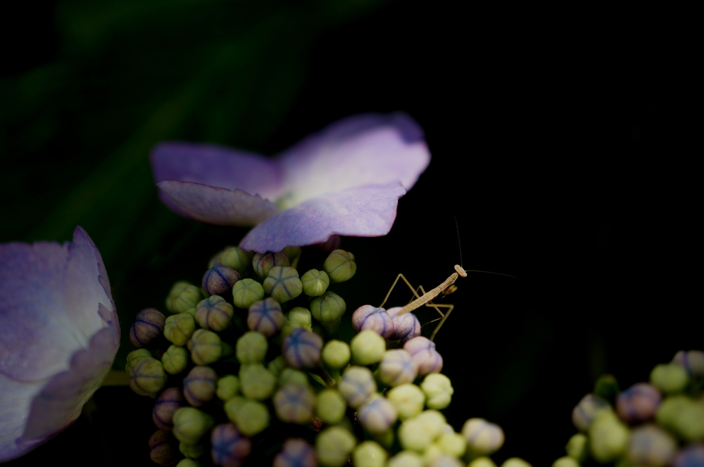 紫陽花と(｢°∀°)｢