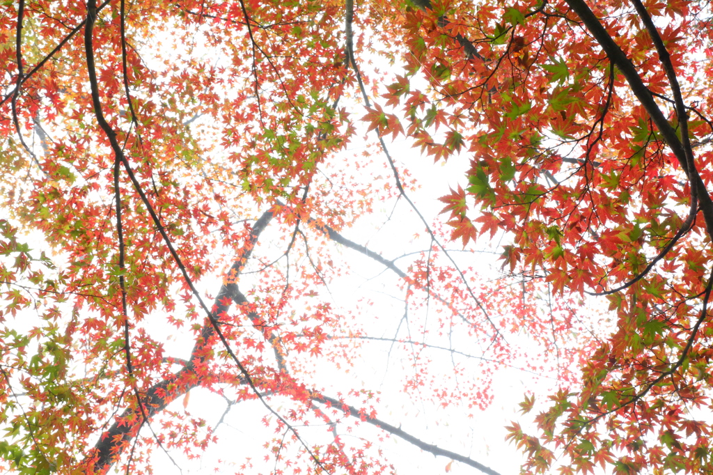 変わりゆく紅葉色
