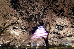 鶴ヶ城夜桜