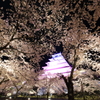 鶴ヶ城夜桜