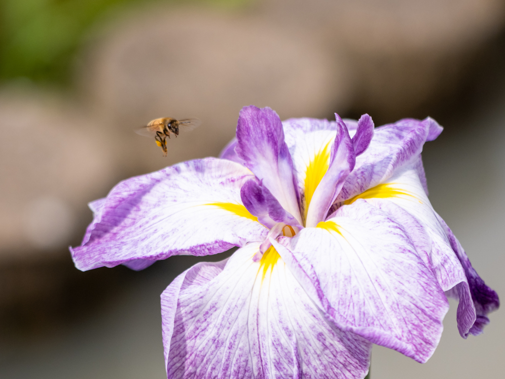 ミツバチと花菖蒲