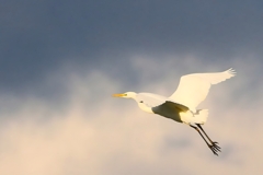 今年も良いことがありますように・・・