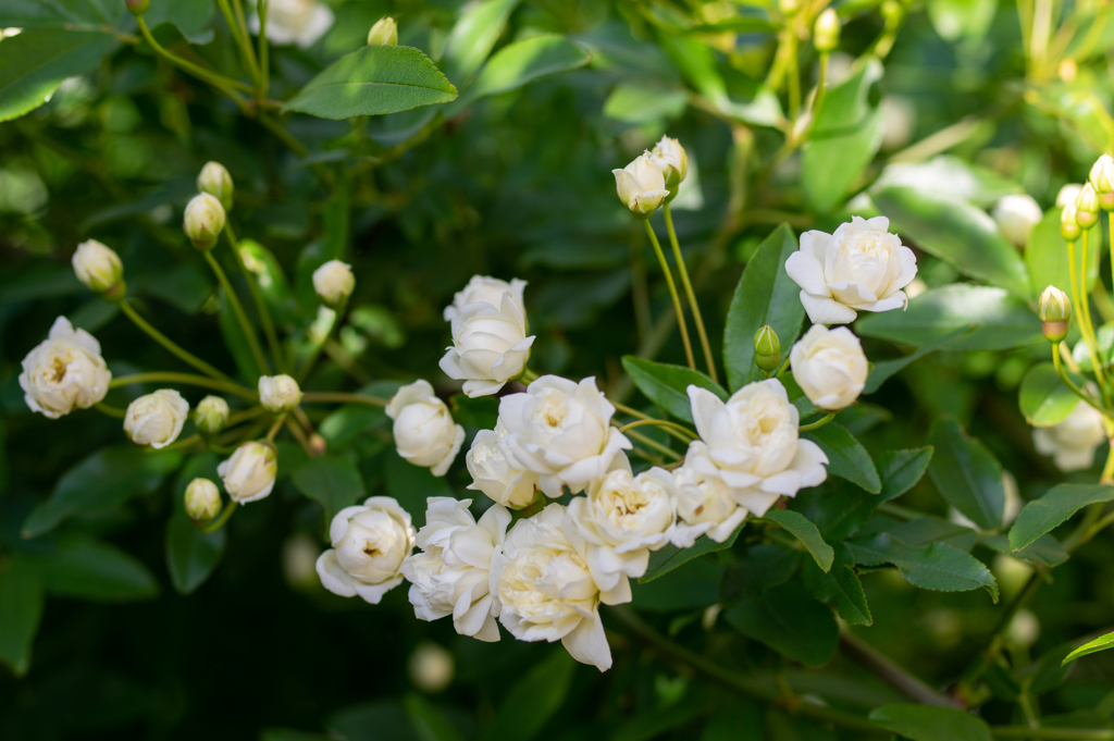 庭先のモッコウバラ№１