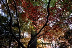 秋燃ゆる2025(No.2)