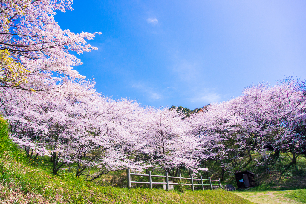 桜日和2021