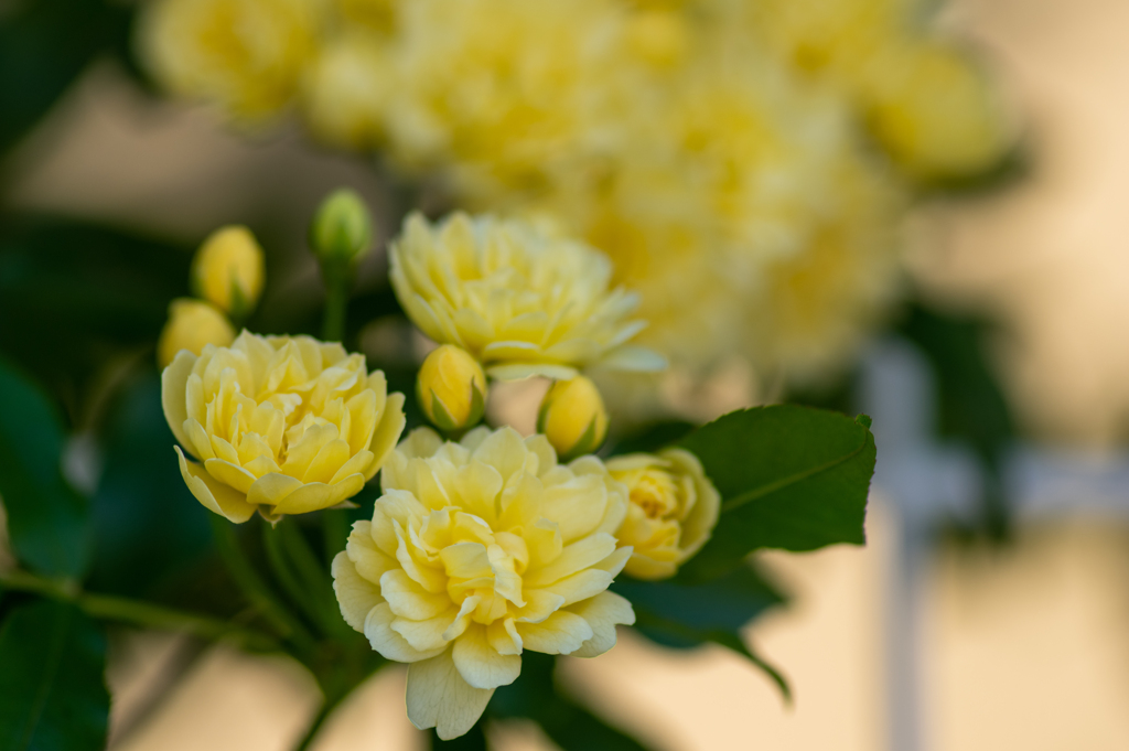 庭先のモッコウバラ№３