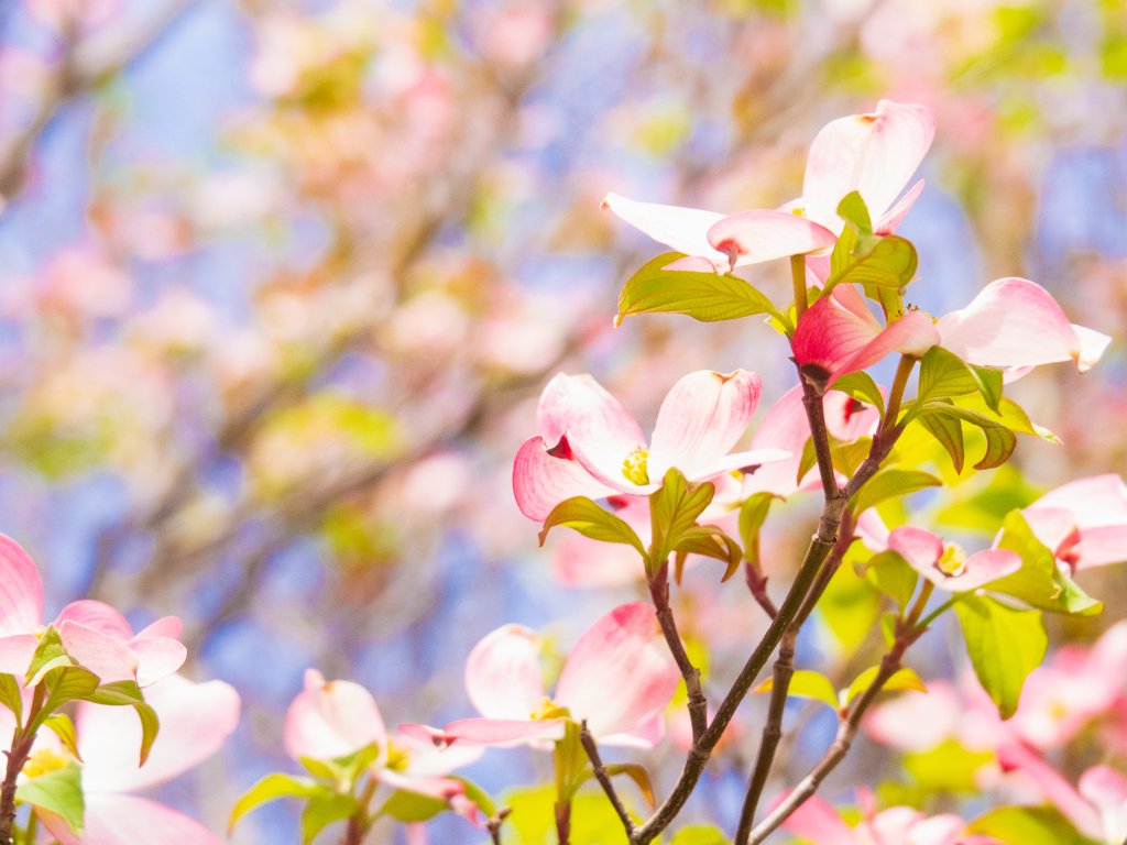 公園のハナミズキ№１