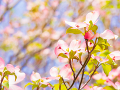 公園のハナミズキ№１