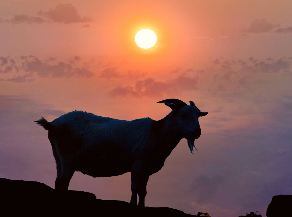 夕陽に立つ山羊