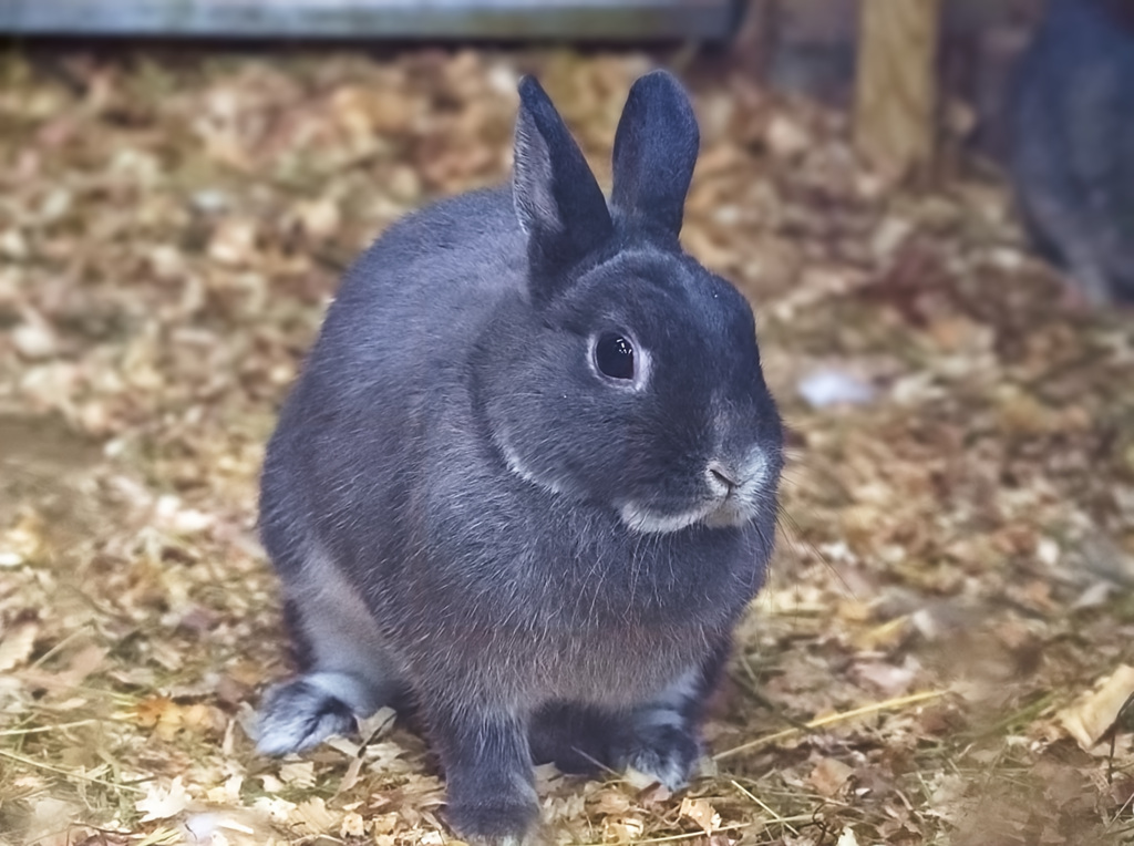 ウサギさん、出番ですよ！