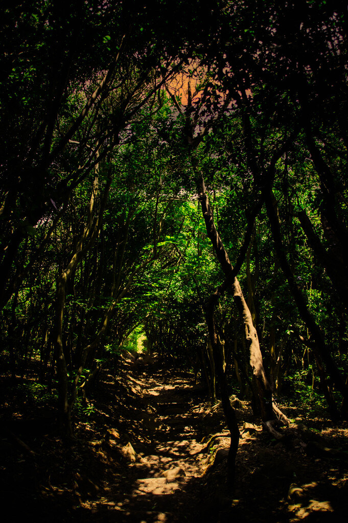 夕暮れの雑木林