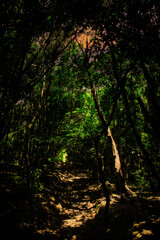 夕暮れの雑木林