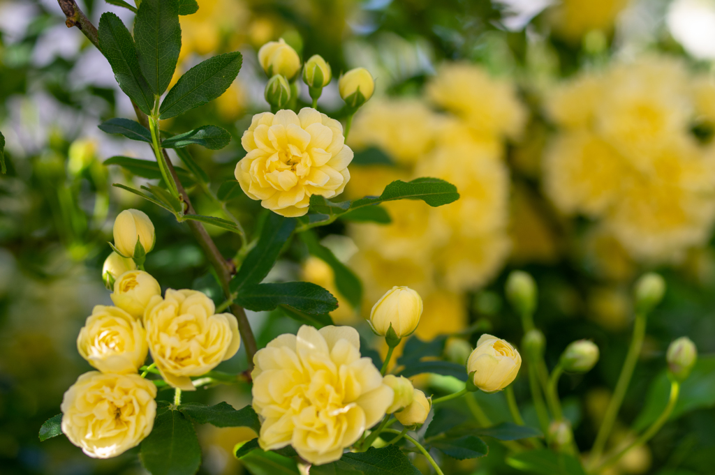 庭先のモッコウバラ№２