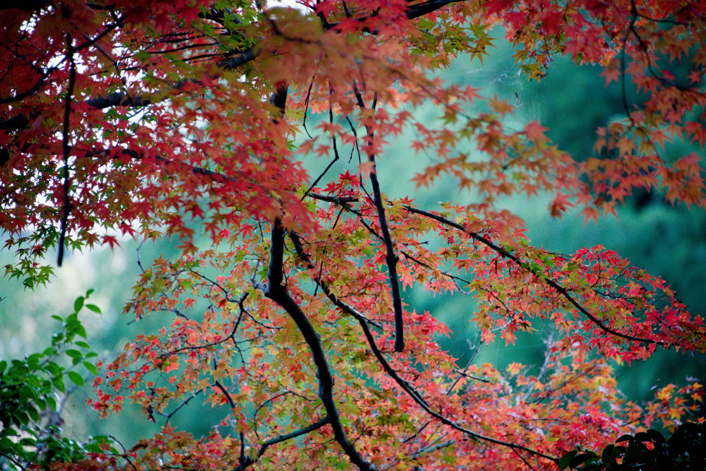 秋燃ゆる2025(No.4)