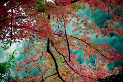 秋燃ゆる2025(No.4)