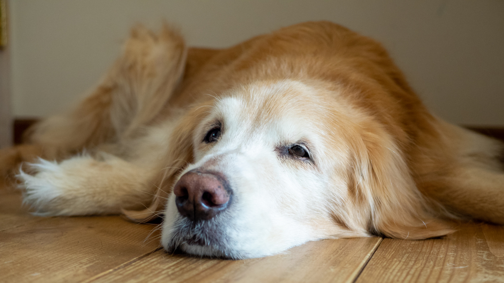 我が家の愛犬（ベル君）