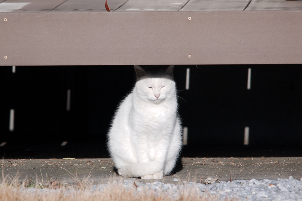 うたた寝してるミャー。(=^・^=)