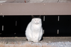 うたた寝してるミャー。(=^・^=)