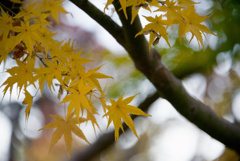 秋燃ゆる2025(No.5)