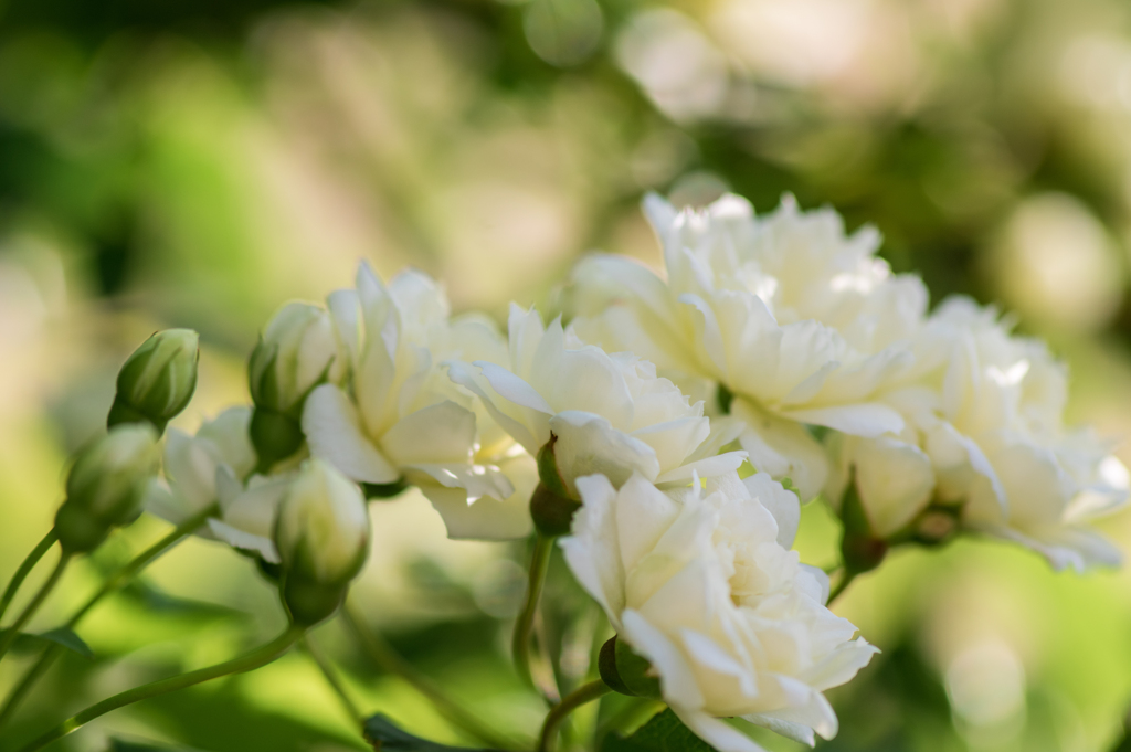 庭先のモッコウバラ№４