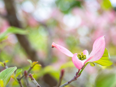 公園のハナミズキ№２