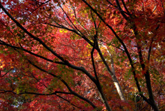 秋燃ゆる2025(No.1)