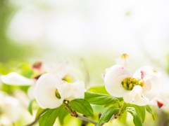 公園のハナミズキ№４