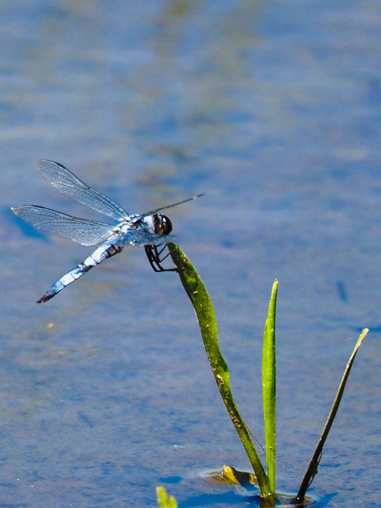 シオカラトンボも一休み
