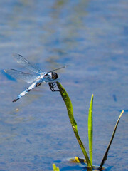 シオカラトンボも一休み