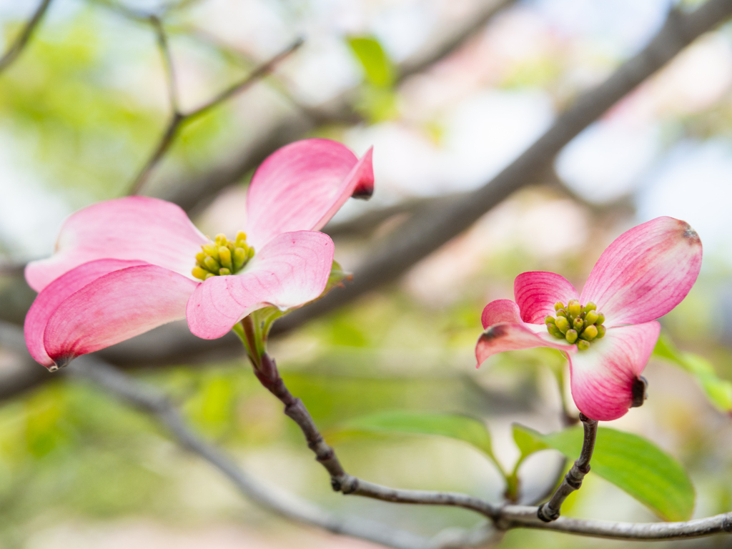 公園のハナミズキ№３