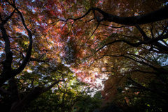 秋燃ゆる2025(No.3)