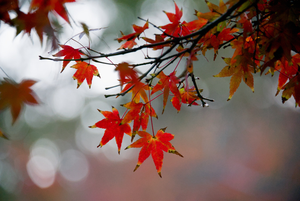 秋燃ゆる2025(No.6)