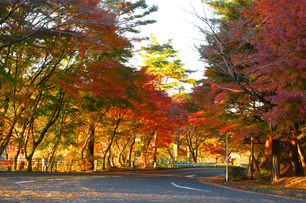 夕日にライトアップされる紅葉